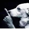 🤩 Эмодзи «garbage» для Telegram