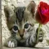 ❤️ Эмодзи «garbage» для Telegram