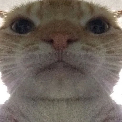 Стикерпак Meme Cat для Telegram