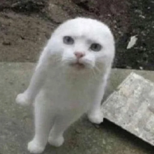 😡 Стикер «Meme Cat» для Telegram