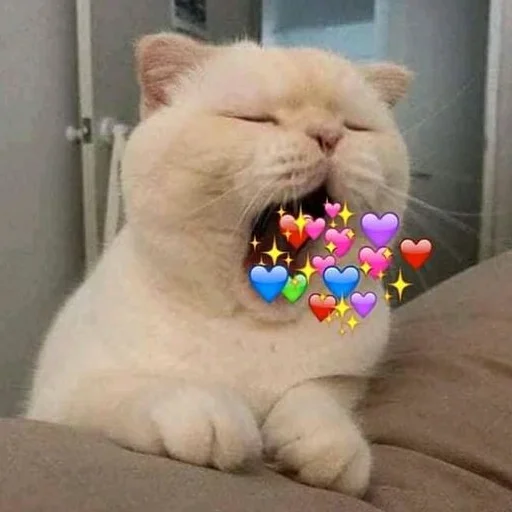 😴 Стикер «Meme Cat» для Telegram