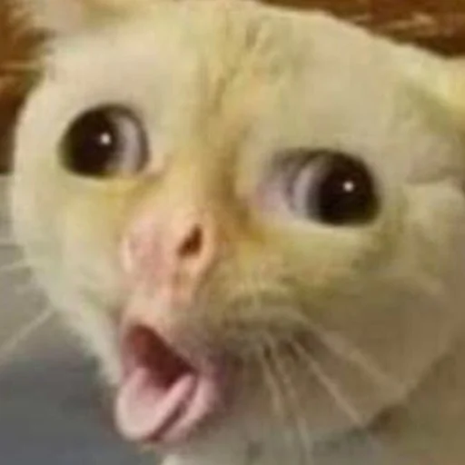 🤪 Стикер «Meme Cat» для Telegram