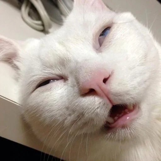 😴 Стикер «Meme Cat» для Telegram