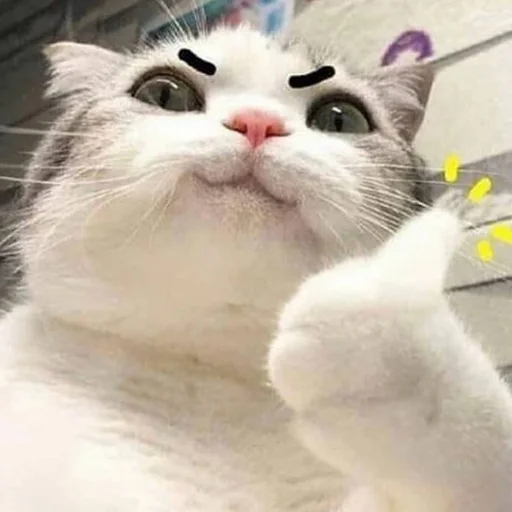 👍 Стикер «Meme Cat» для Telegram