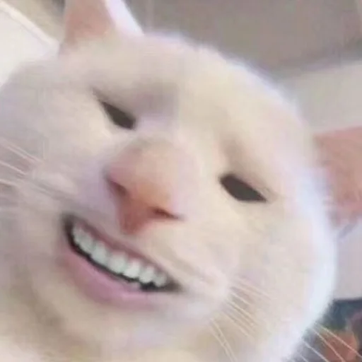 😁 Стикер «Meme Cat» для Telegram