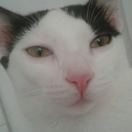 😑 Стикер «Meme Cat» для Telegram