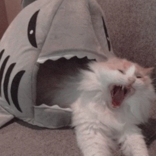😫 Стикер «Meme Cat» для Telegram