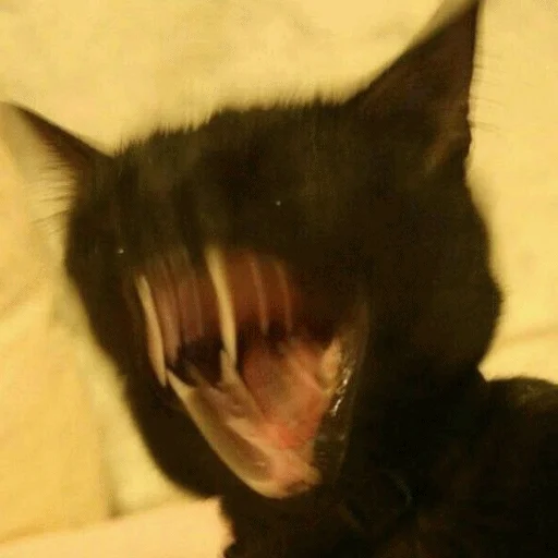 🤣 Стикер «Meme Cat» для Telegram