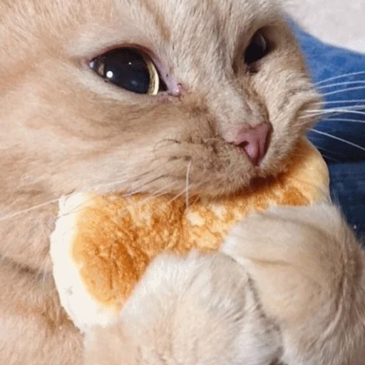 🤤 Стикер «Meme Cat» для Telegram