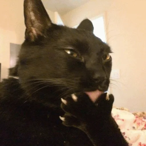 🤔 Стикер «Meme Cat» для Telegram