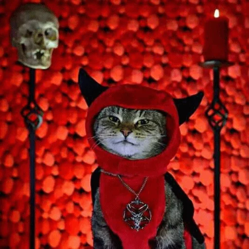 👹 Стикер «Meme Cat» для Telegram