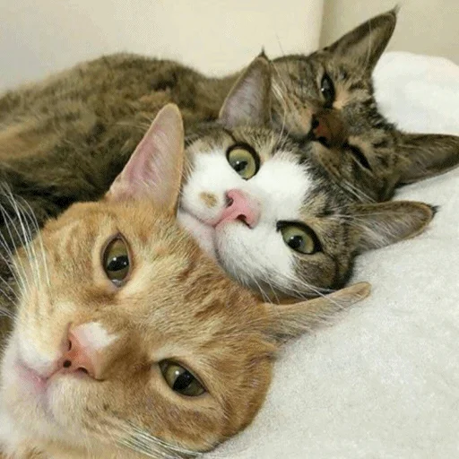 👀 Стикер «Meme Cat» для Telegram