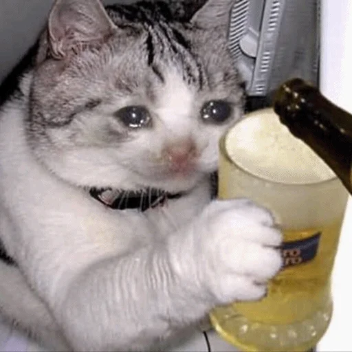 🍺 Стикер «Meme Cat» для Telegram