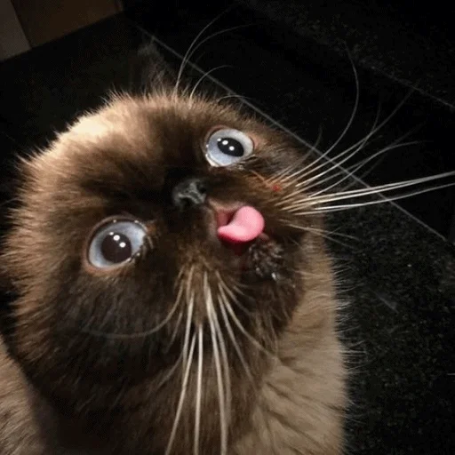 😛 Стикер «Meme Cat» для Telegram