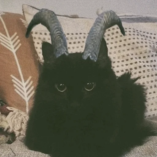 🐐 Стикер «Meme Cat» для Telegram