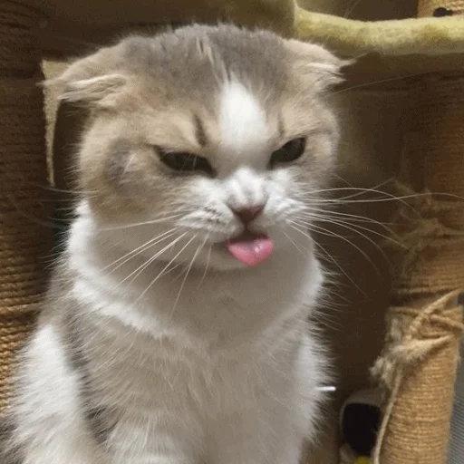 😑 Стикер «Meme Cat» для Telegram