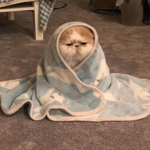 😑 Стикер «Meme Cat» для Telegram