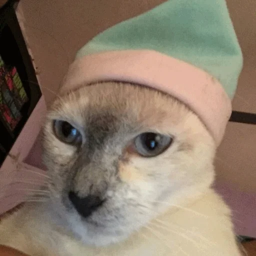 😑 Стикер «Meme Cat» для Telegram