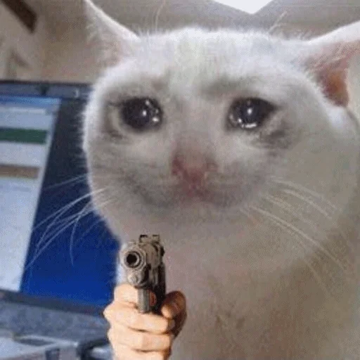 🔫 Стикер «Meme Cat» для Telegram