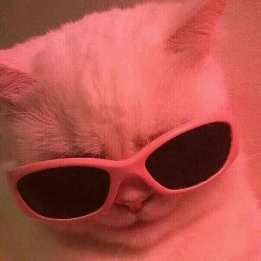 😎 Стикер «Meme Cat» для Telegram