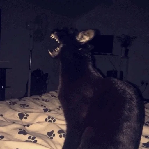 😫 Стикер «Meme Cat» для Telegram