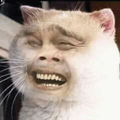😂 Стикер «Meme Cat» для Telegram