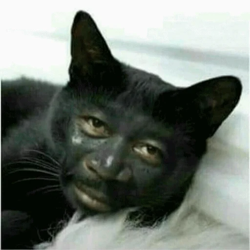 🌚 Стикер «Meme Cat» для Telegram