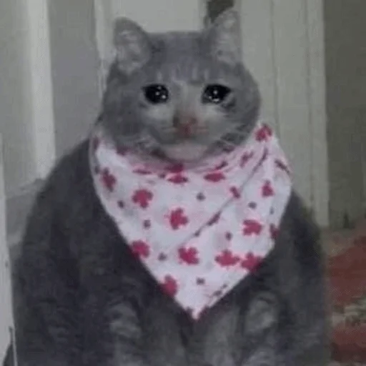 🤰 Стикер «Meme Cat» для Telegram