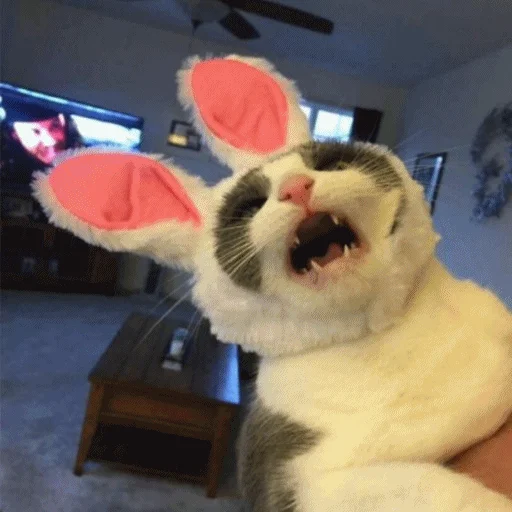 😦 Стикер «Meme Cat» для Telegram