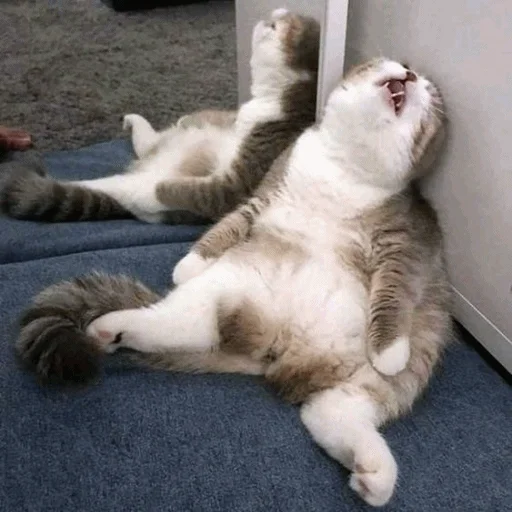 😴 Стикер «Meme Cat» для Telegram