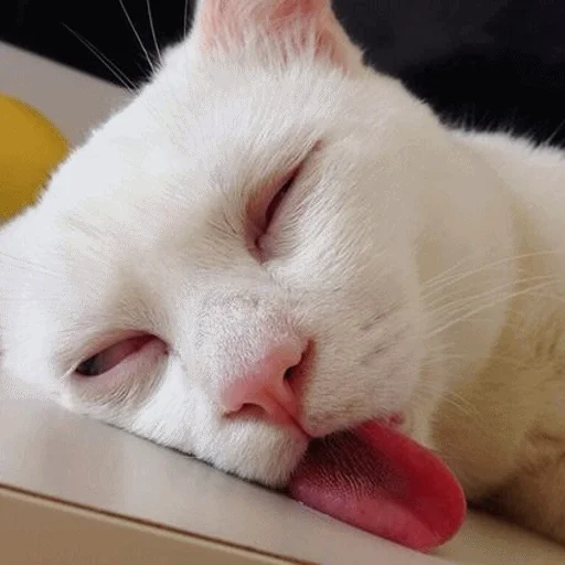 😴 Стикер «Meme Cat» для Telegram