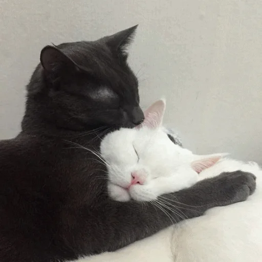🥰 Стикер «Meme Cat» для Telegram