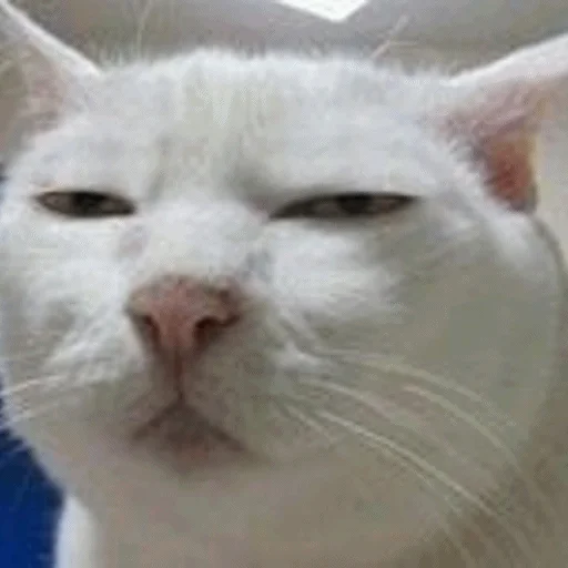 😑 Стикер «Meme Cat» для Telegram
