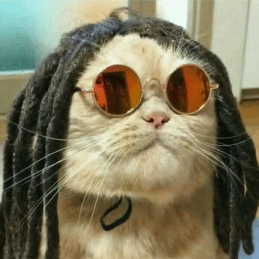 🍁 Стикер «Meme Cat» для Telegram