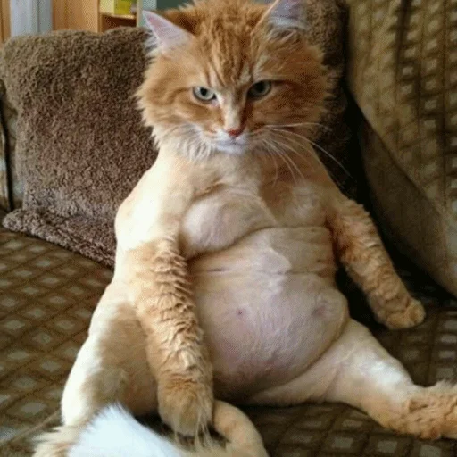 🤰 Стикер «Meme Cat» для Telegram