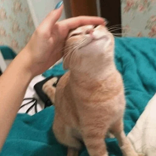 😍 Стикер «Meme Cat» для Telegram