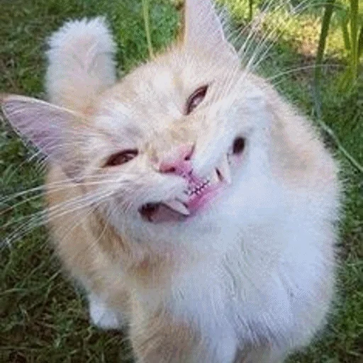 😁 Стикер «Meme Cat» для Telegram