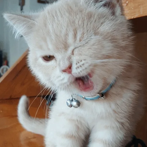 😉 Стикер «Meme Cat» для Telegram