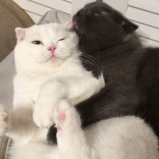 🥰 Стикер «Meme Cat» для Telegram