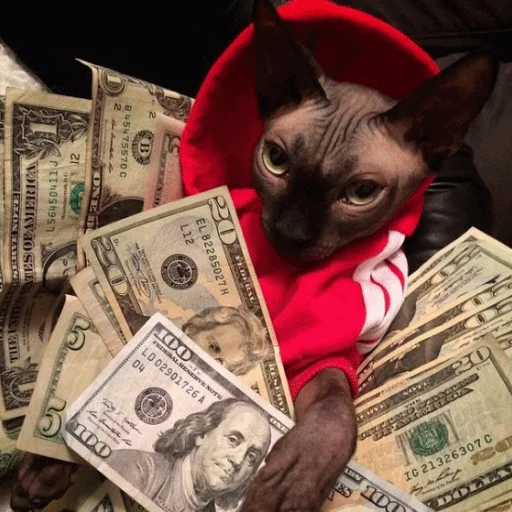 💶 Стикер «Meme Cat» для Telegram