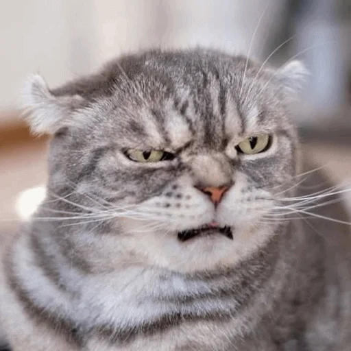 😡 Стикер «Meme Cat» для Telegram