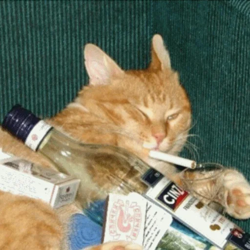 🚬 Стикер «Meme Cat» для Telegram