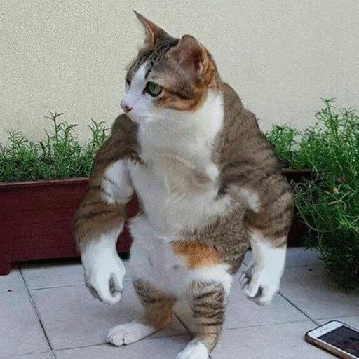 💪 Стикер «Meme Cat» для Telegram