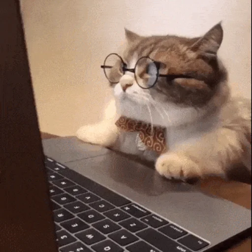 💻 Стикер «Meme Cat» для Telegram