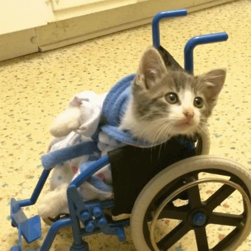 🤒 Стикер «Meme Cat» для Telegram