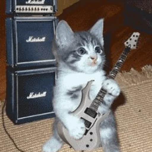 🎶 Стикер «Meme Cat» для Telegram