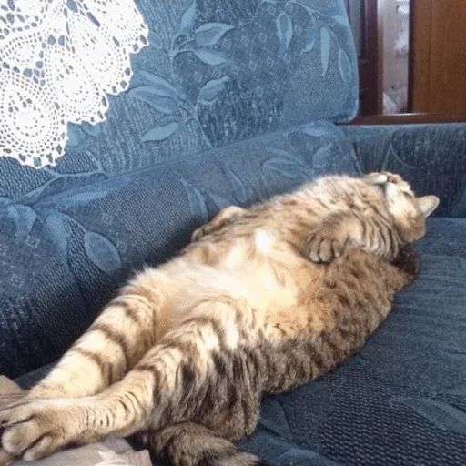 😴 Стикер «Meme Cat» для Telegram