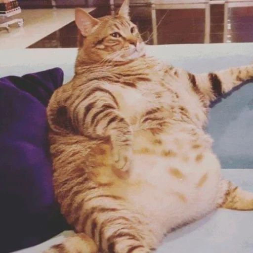 🤰 Стикер «Meme Cat» для Telegram