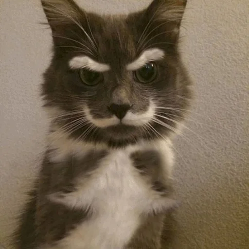👺 Стикер «Meme Cat» для Telegram