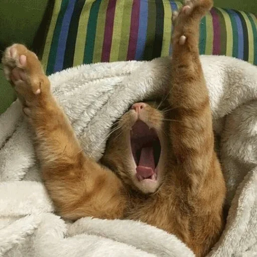 😴 Стикер «Meme Cat» для Telegram